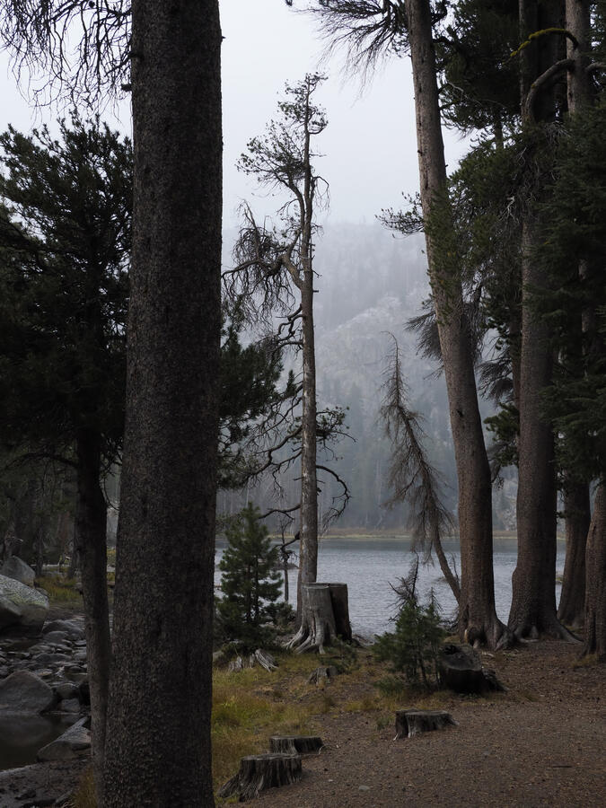 Wood's Lake through trees in rain near Carson Pass