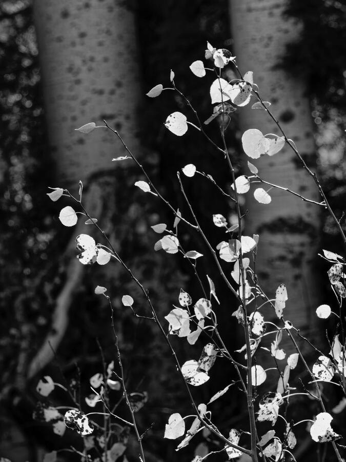 Aspen Sapling Leaves 2 trunks in the back BW