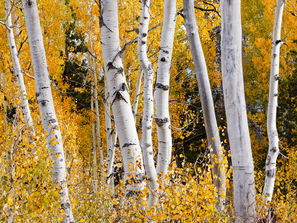 Aspens trunks beyond the Meadow on 88 2025