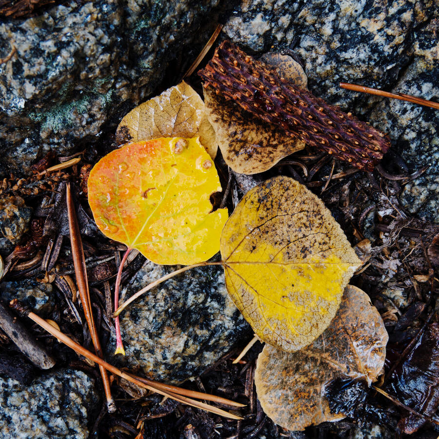 Aspen Leaves with branch on granite October 2025