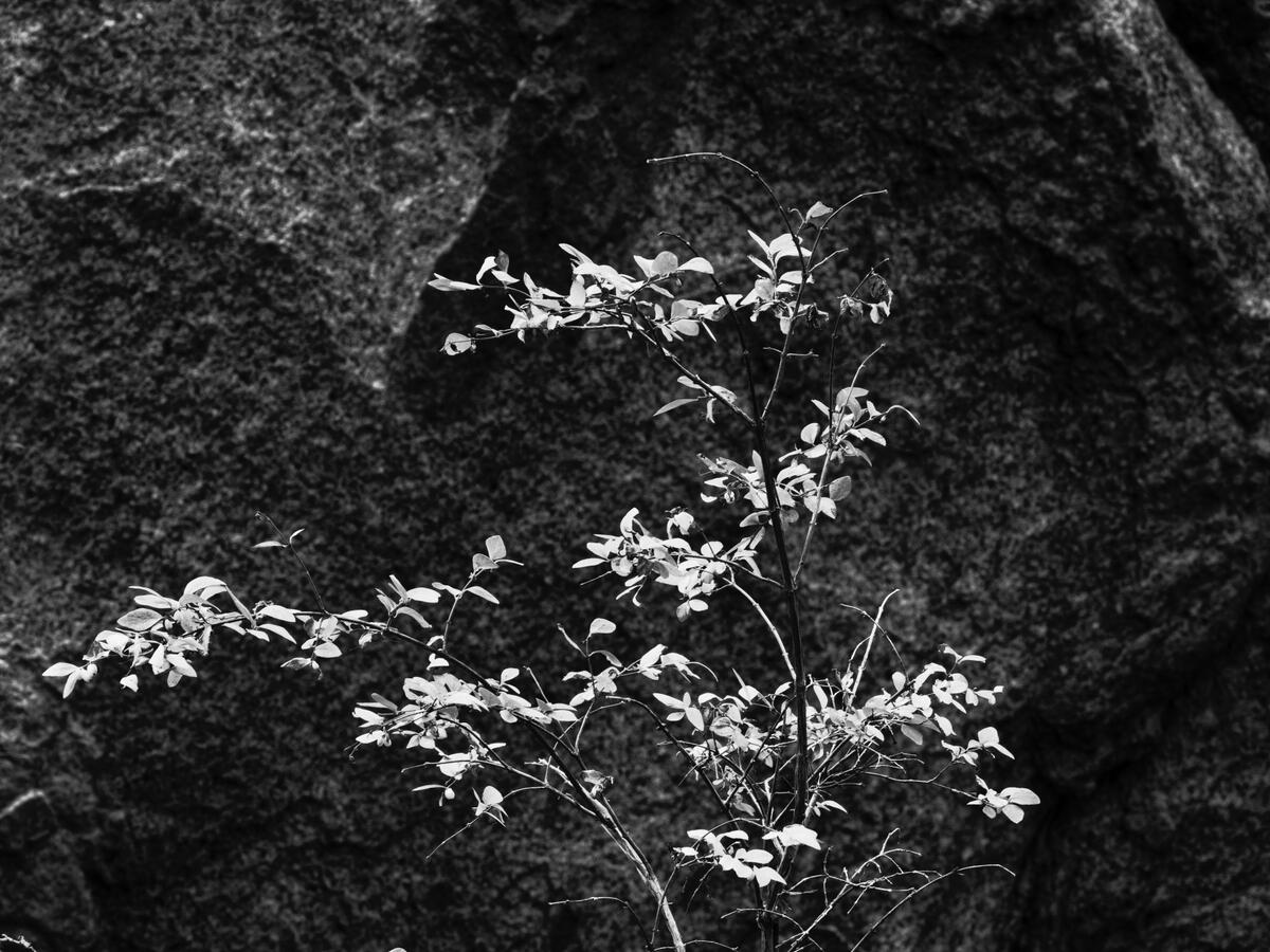 Hope Valley Fall Bush Granite Background BW