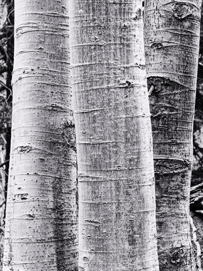 Three Aspen Trunks with LUT in BW October 2025