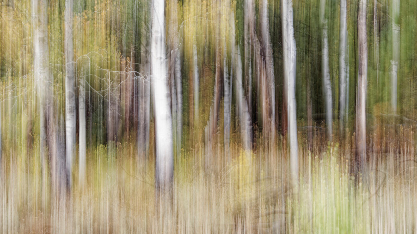 Aspens beyond meadow on 88 ICM movement October 2025