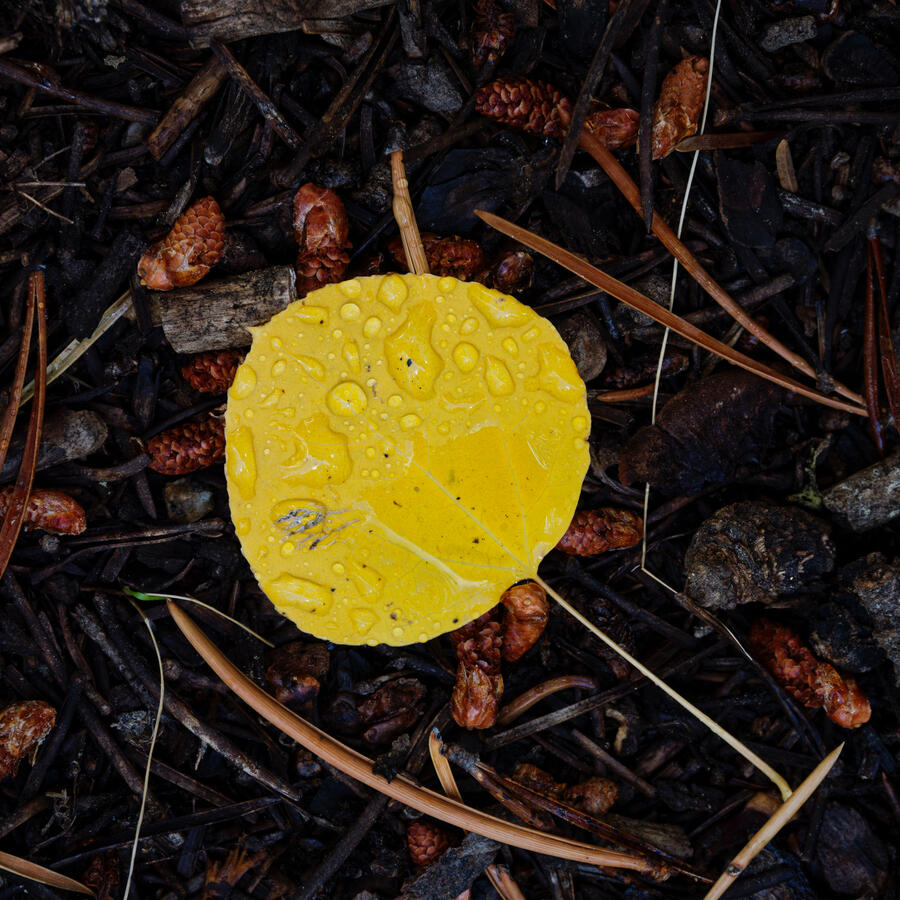 Single Yellow Aspen Leaf October 2025
