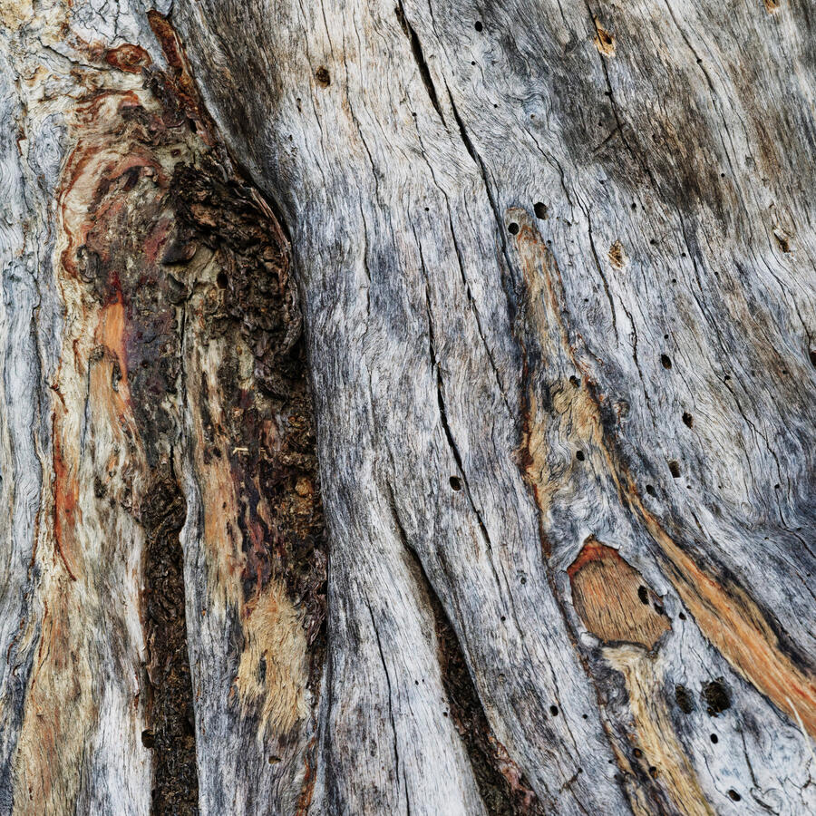 Grey Bark of Tree Stump Wood's Lake 1x1 October 2025