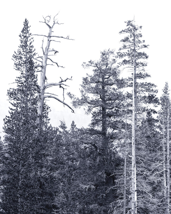 Wood's Lake Tree scape telephoto BW bluish October 2025