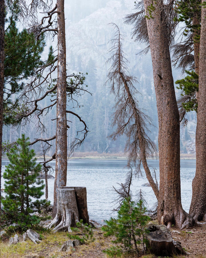 Hope Valley Fall Bush Granite Background BW