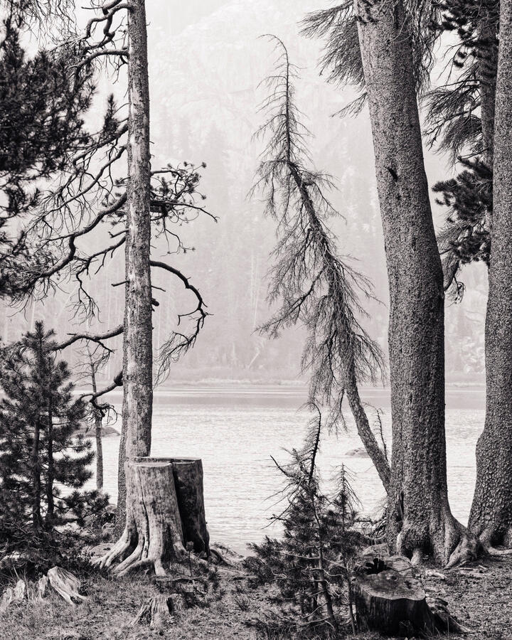 Wood's Lake Spindly Tree BW sepia 5x4 2025
