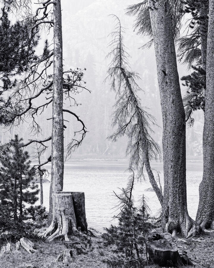 Wood's Lake Spindly Tree BW 5x4 2025
