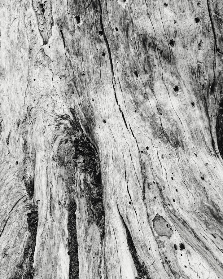 Tree Stump Detail 2 Wood's Lake October 2025