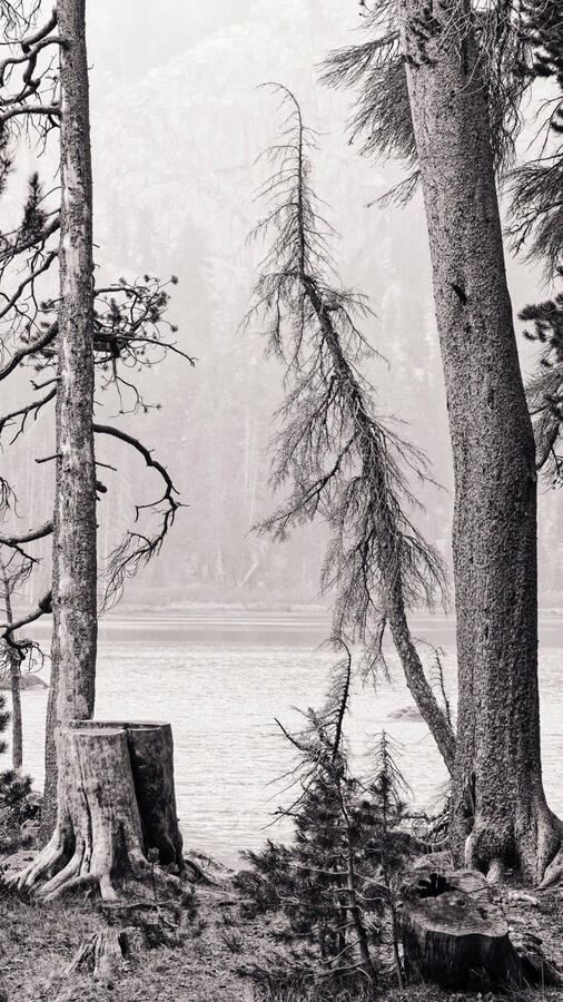 Wood's Lake Spindly Tree BW sepia 9x16 2025