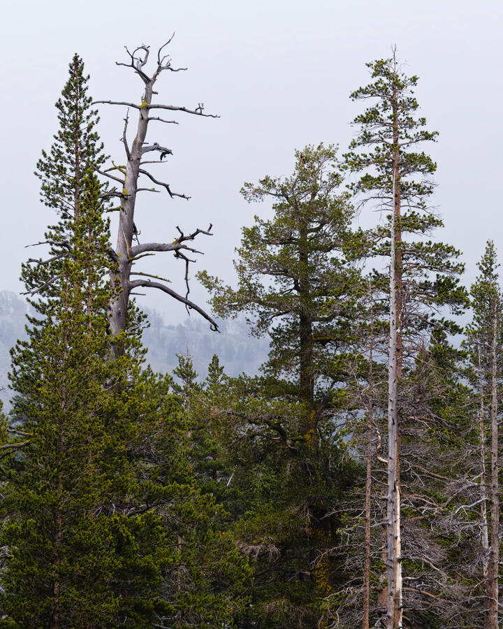 Wood's Lake Tree scape telephoto October 2025