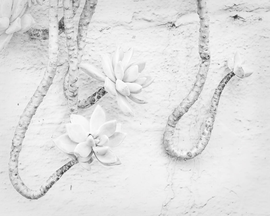 Dangling Succulent on Concrete Step 10_12_25 Park Street BW