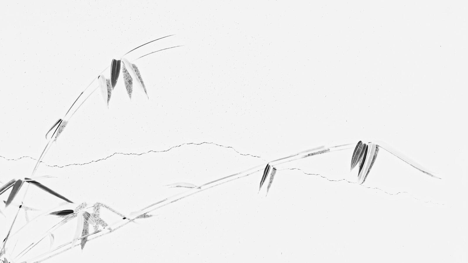 2 branches of small Bamboo on Meridian in Pot BW