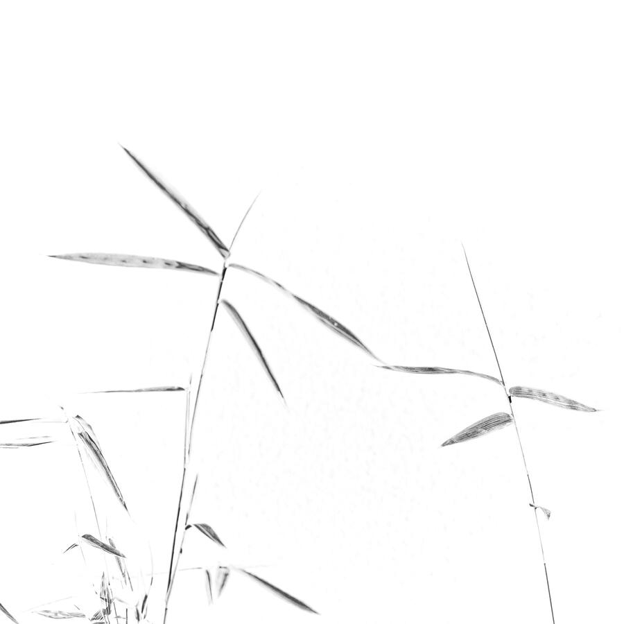 2 Leaves of small Bamboo on Meridian in Pot BW