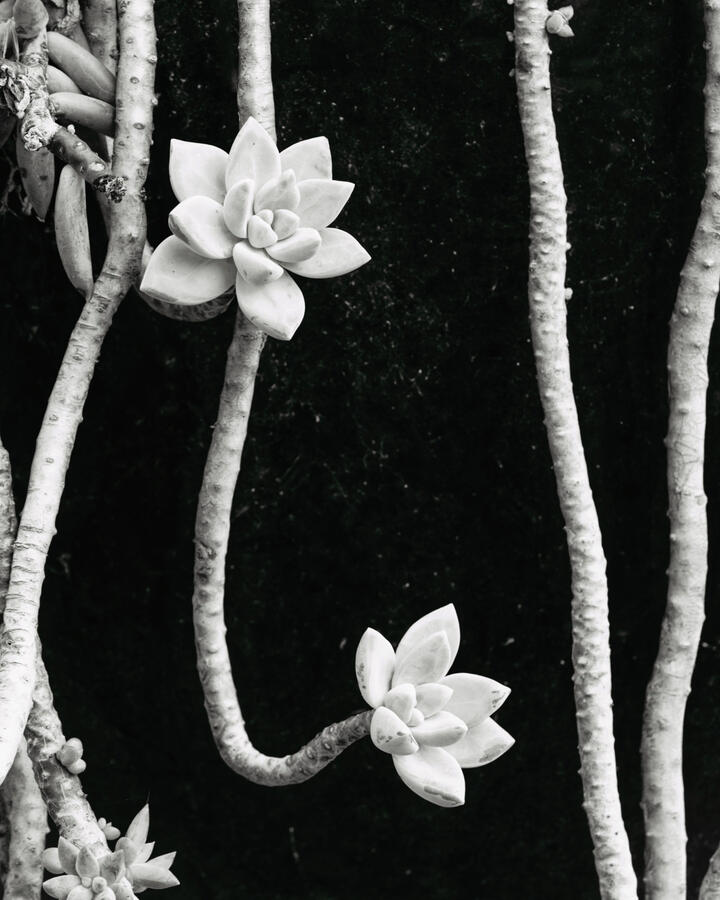 Dangling Succulent on Black Pot 10_12_25 Park Street BW