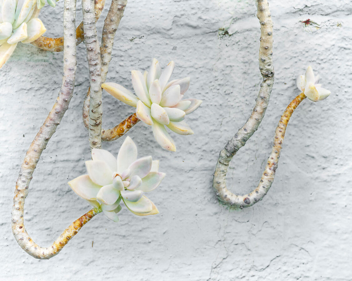Dangling Succulent on Concrete Step 101225 Park Street