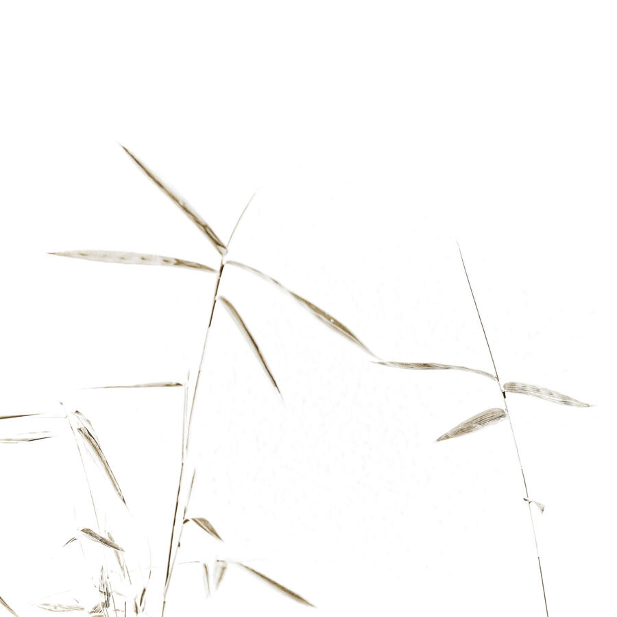 2 Leaves of small Bamboo on Meridian in Pot BW toned