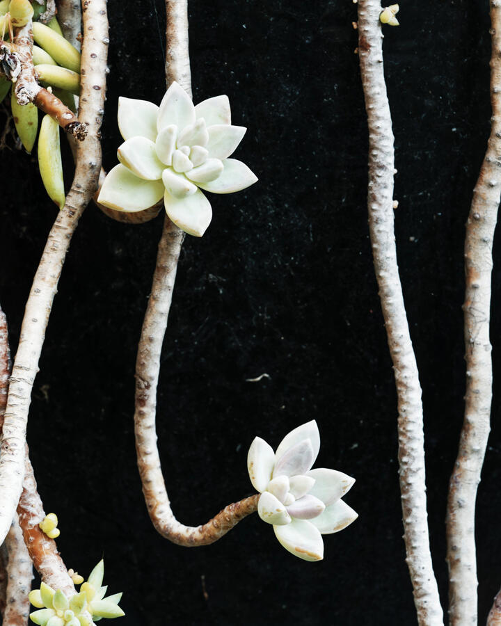 Dangling Succulent on Black Pot 10_12_25 Park Street