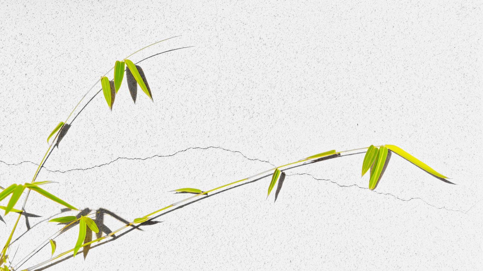 2 branches of small Bamboo on Meridian in Pot