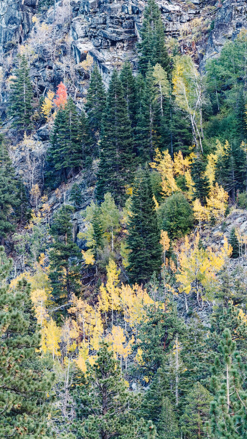 Aspen in Rocks above Carson River October 2025