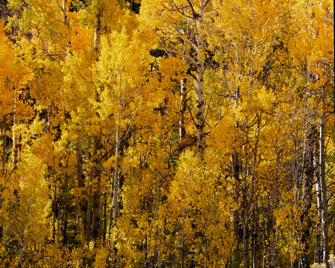 Aspen Grove near Sorensens October 2025