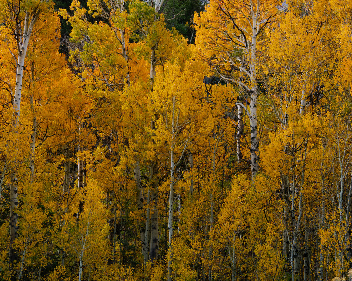 Aspen Grove River side near Sorensens October 2025