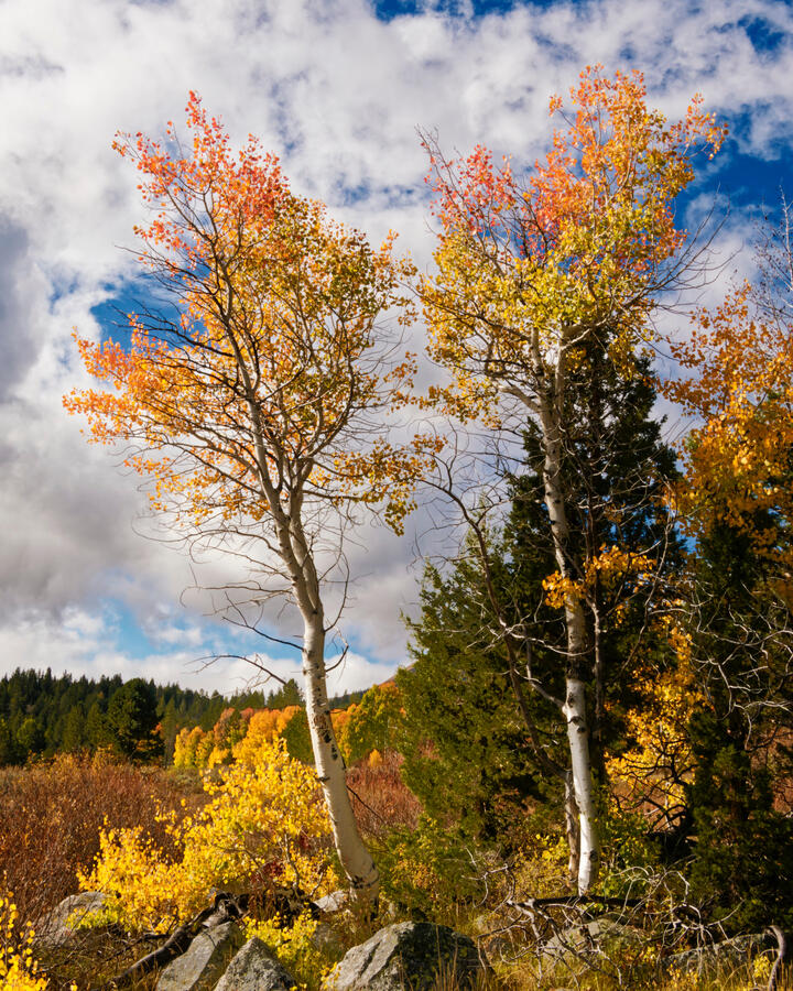 Two Aspen on Left of Aspen Grove October 2025