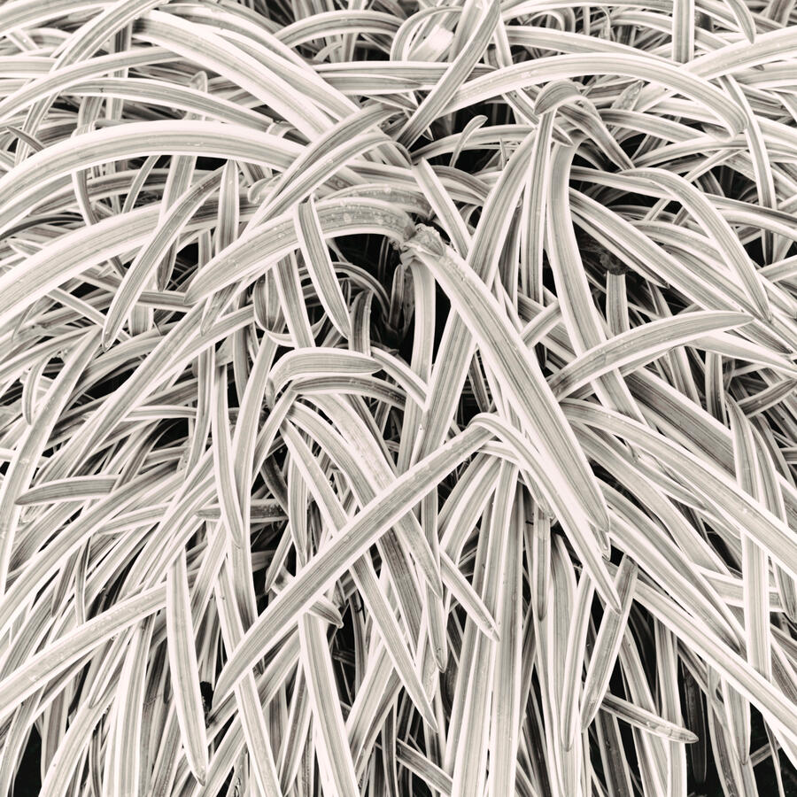 Blades of bush BW and color on Alameda 10_12_25