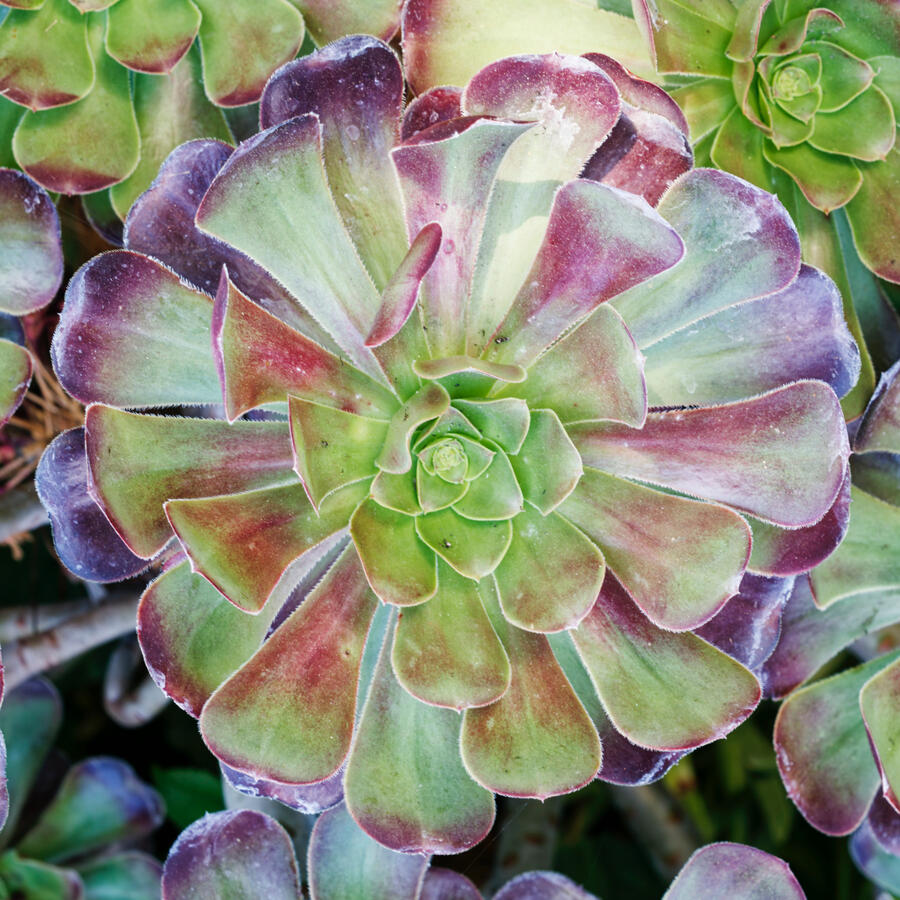 Circular Succulent green and purple 10_12_25 the Alameda