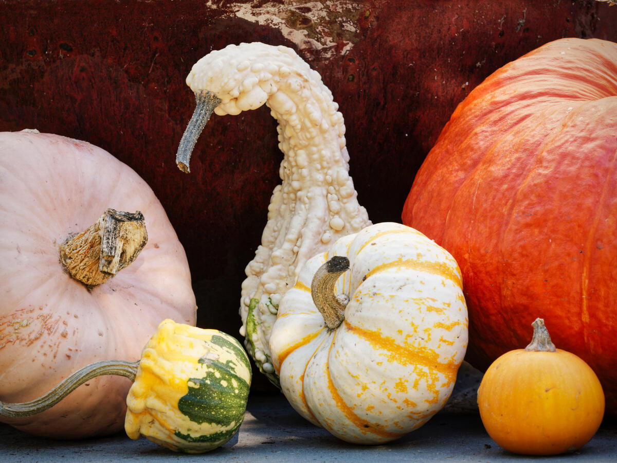 Pumpkin Squash Still life at home near LHS October 2025