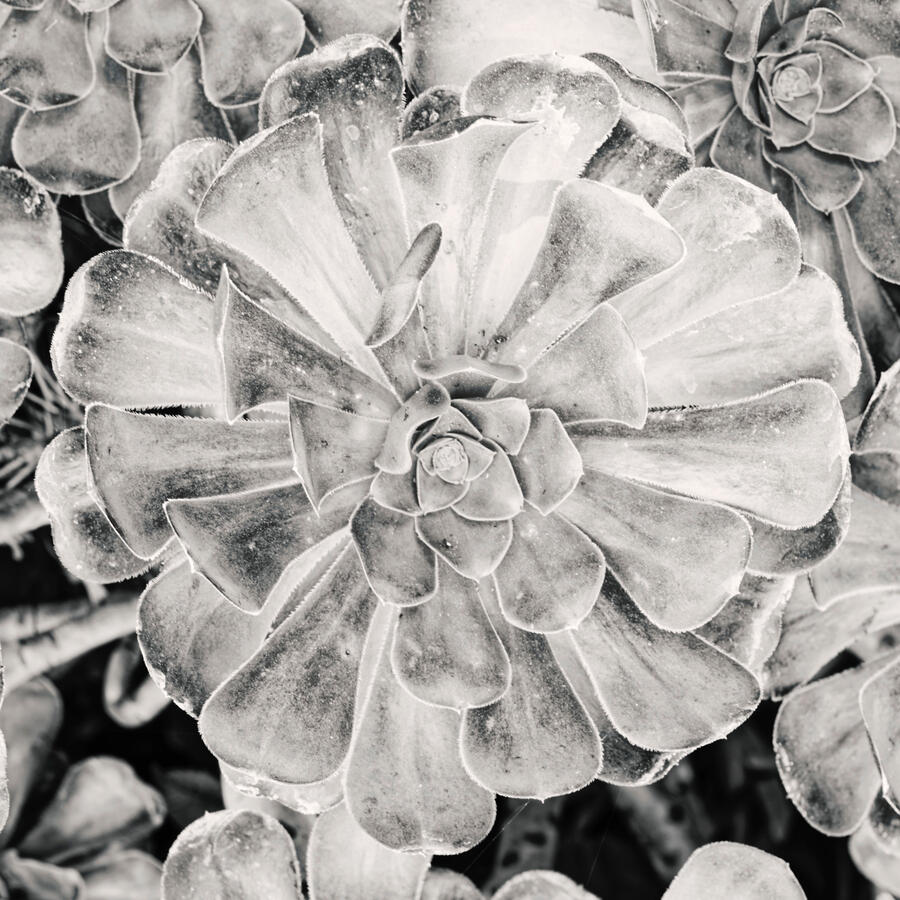 UntitledCircular Succulent green and purple BW 10_12_25 the Alameda