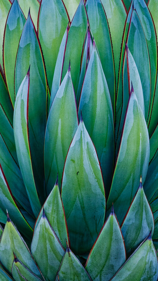 Agave Arizona Garden 16x9 with cyan October 2025