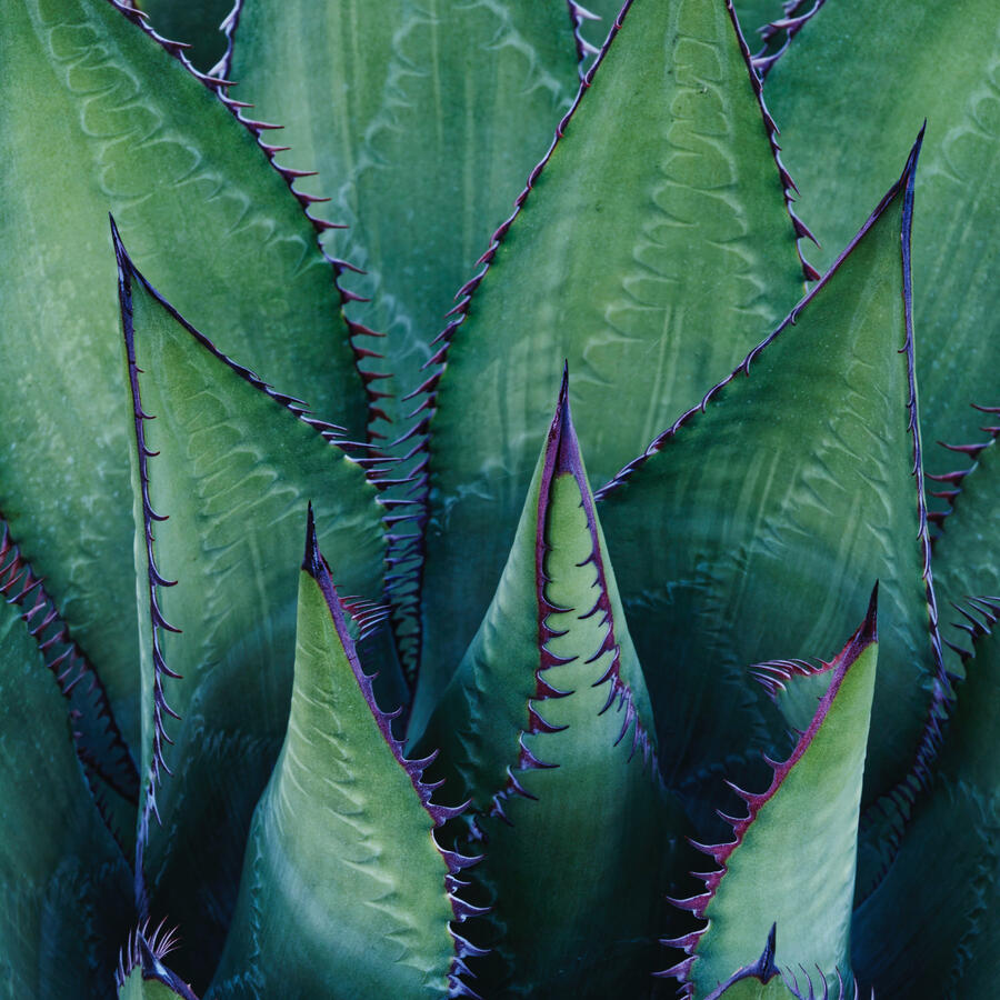 Agave Arizona Garden centered focus 1x1 October 2025