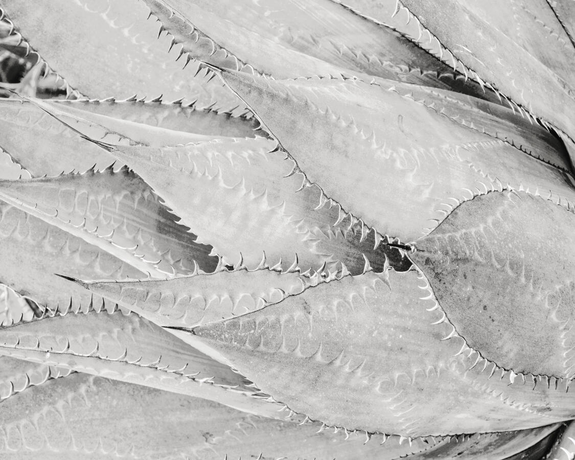 Agave Arizona Garden 5x4 BW horizontal fronds October 2025