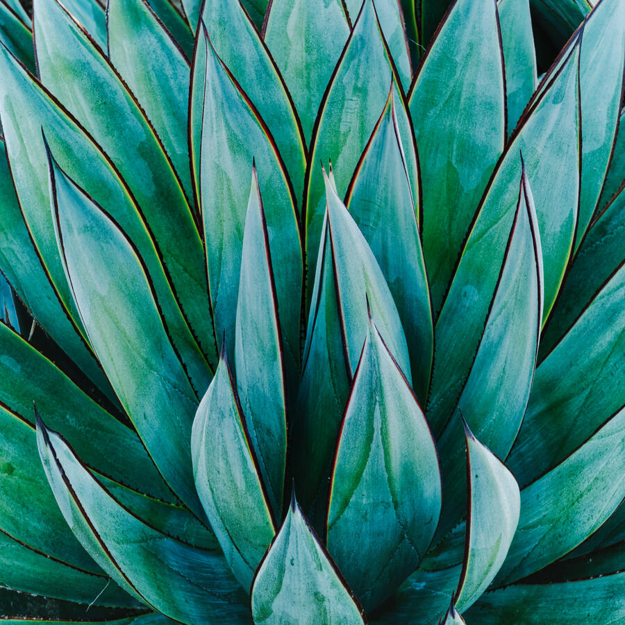 Agave Arizona Garden 1x1 with cyan October 2025