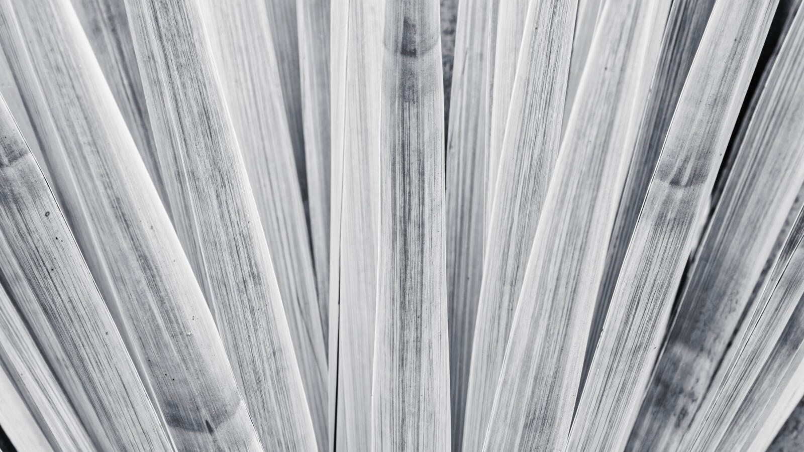 Grass-like cactus Arizona Garden middle section 9x16 October 2025