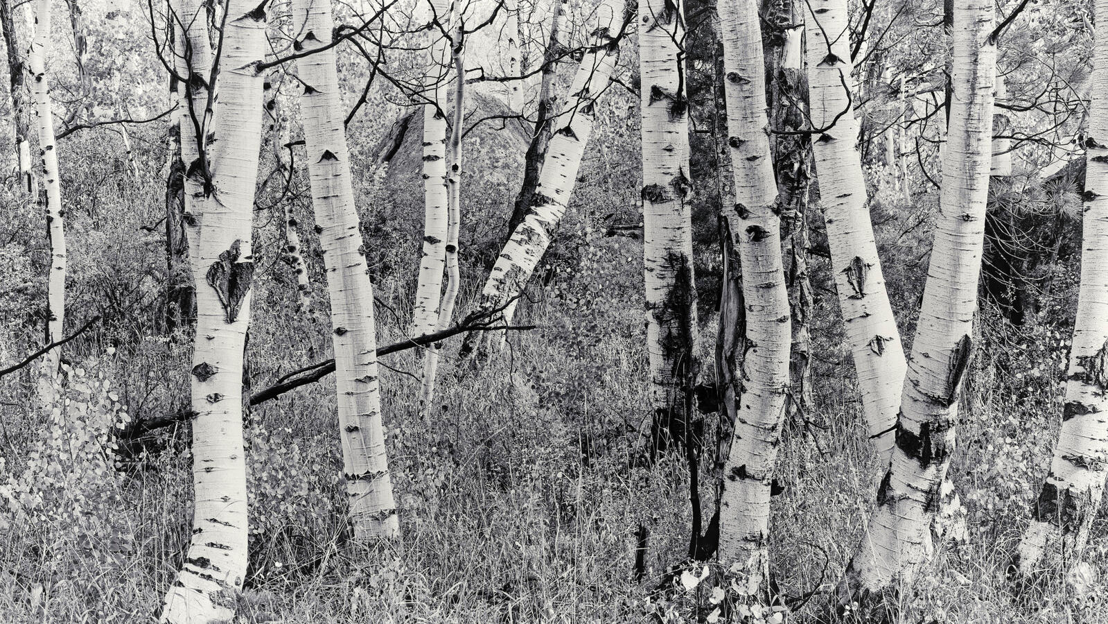 Aspen Grove trunks on 88 BW October 2025