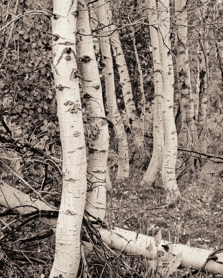 Aspen Grove off 88 Small Stand BW sepia October 2025
