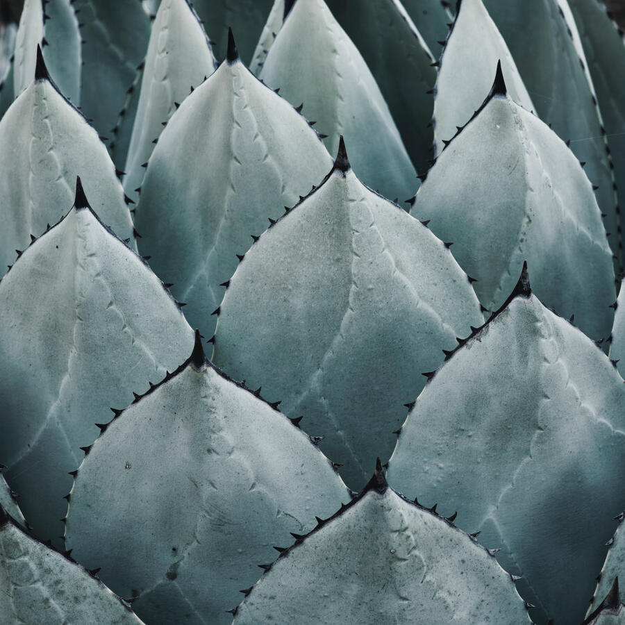 Thick agave with teal tint Stanford October 2025