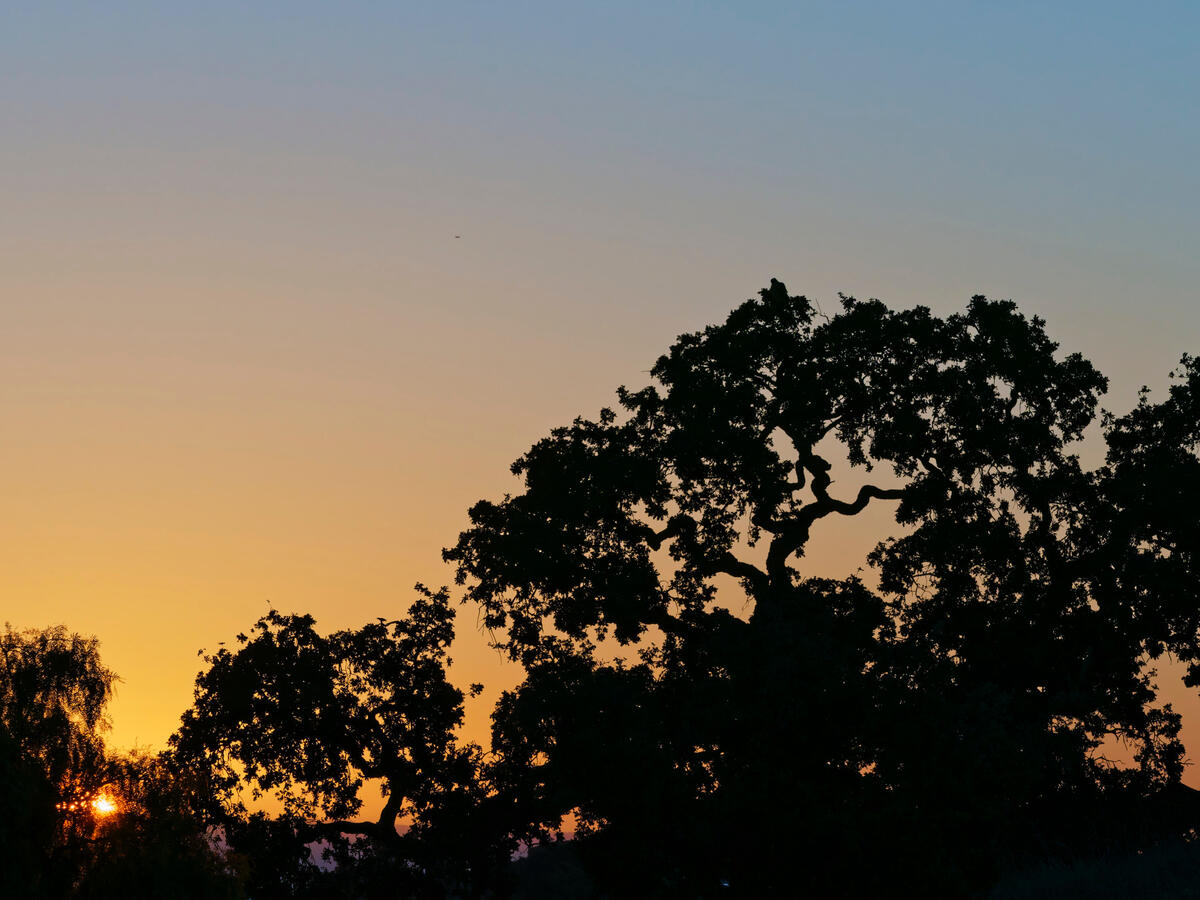 Stanford Sunrise through Oak Tree October 2025