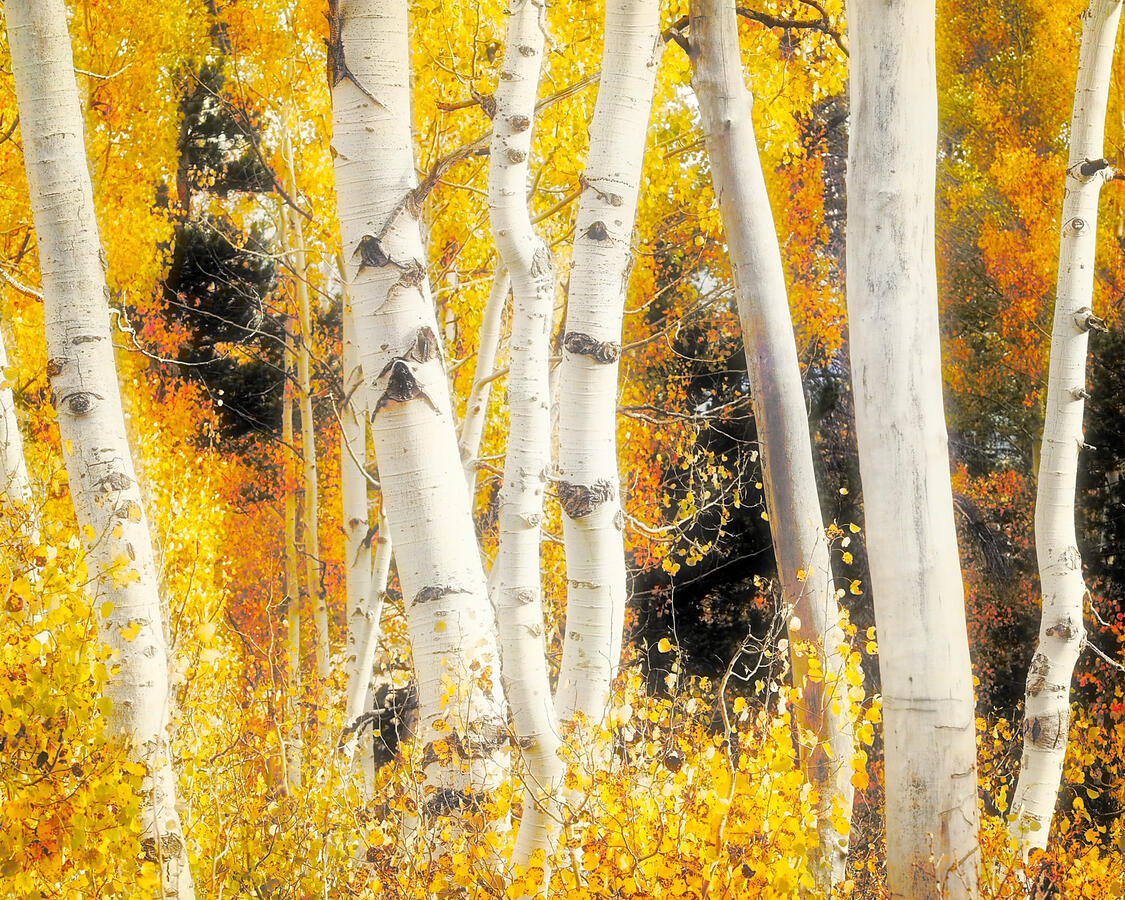 Aspen Grove off 88 glow and layers affects October 2025