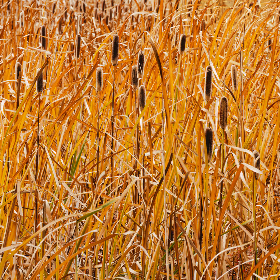 Pussy Willows in the Wind 1x1 with LUT October 2025