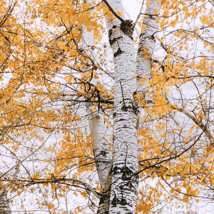 White Trunk Centered with LUT RR Museum October 2025