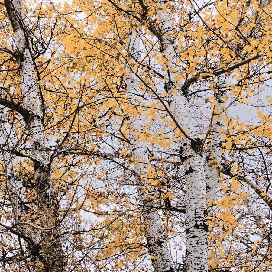 White Trunks 1x1 with LUT RR Museum October 2025
