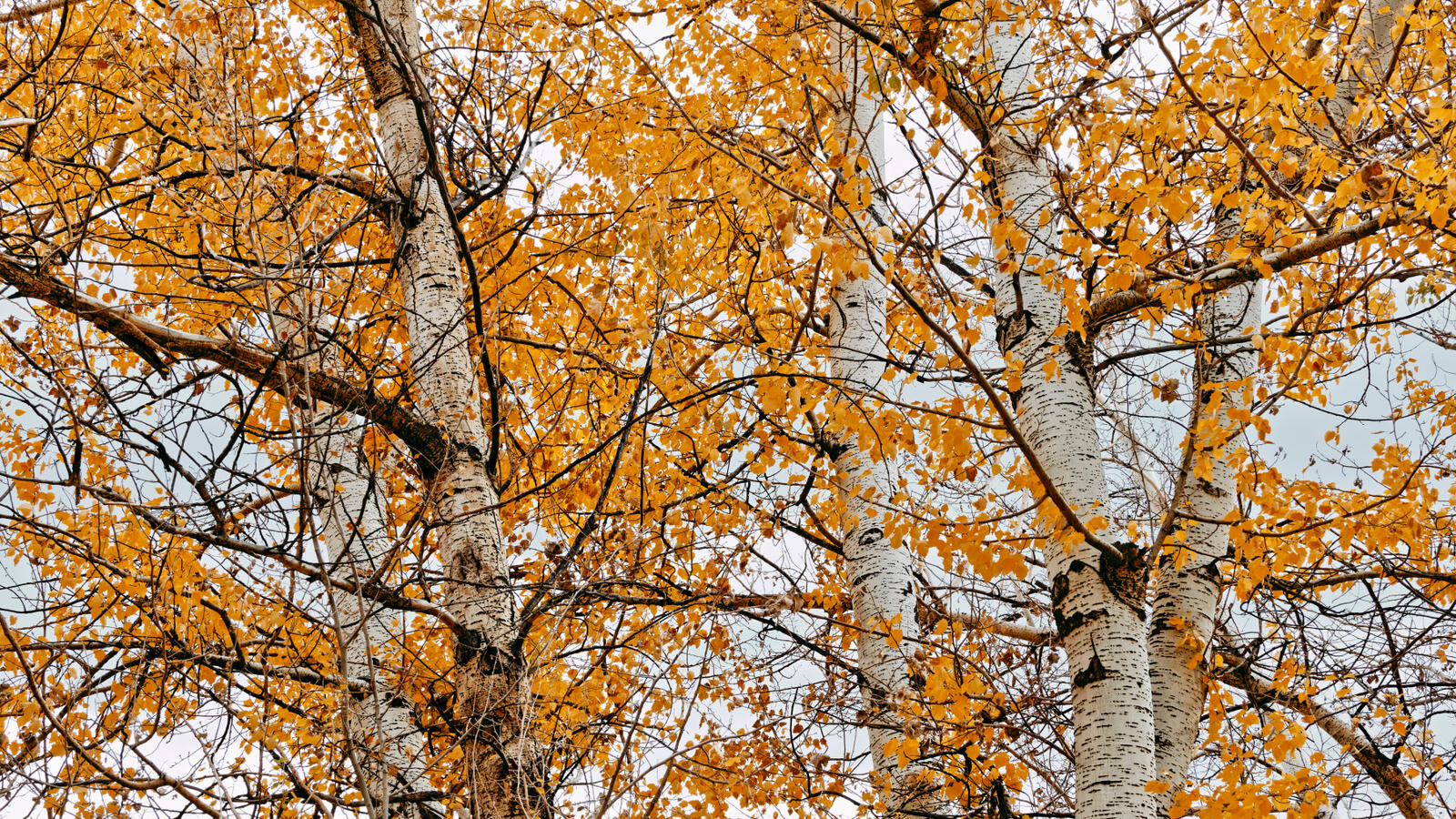 Birch at CC Railroad Museum 2nd edit 2025