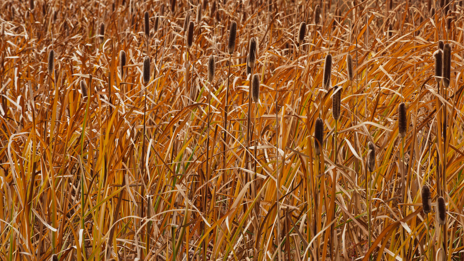 Pussy Willows in the Wind with LUT October 2025