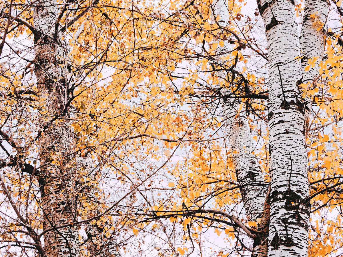 White Trunks 4x5 with LUT RR Museum October 2025