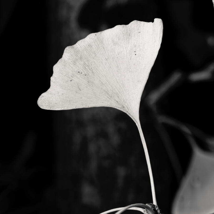 Pussy Willows in the Wind with LUT October 2025