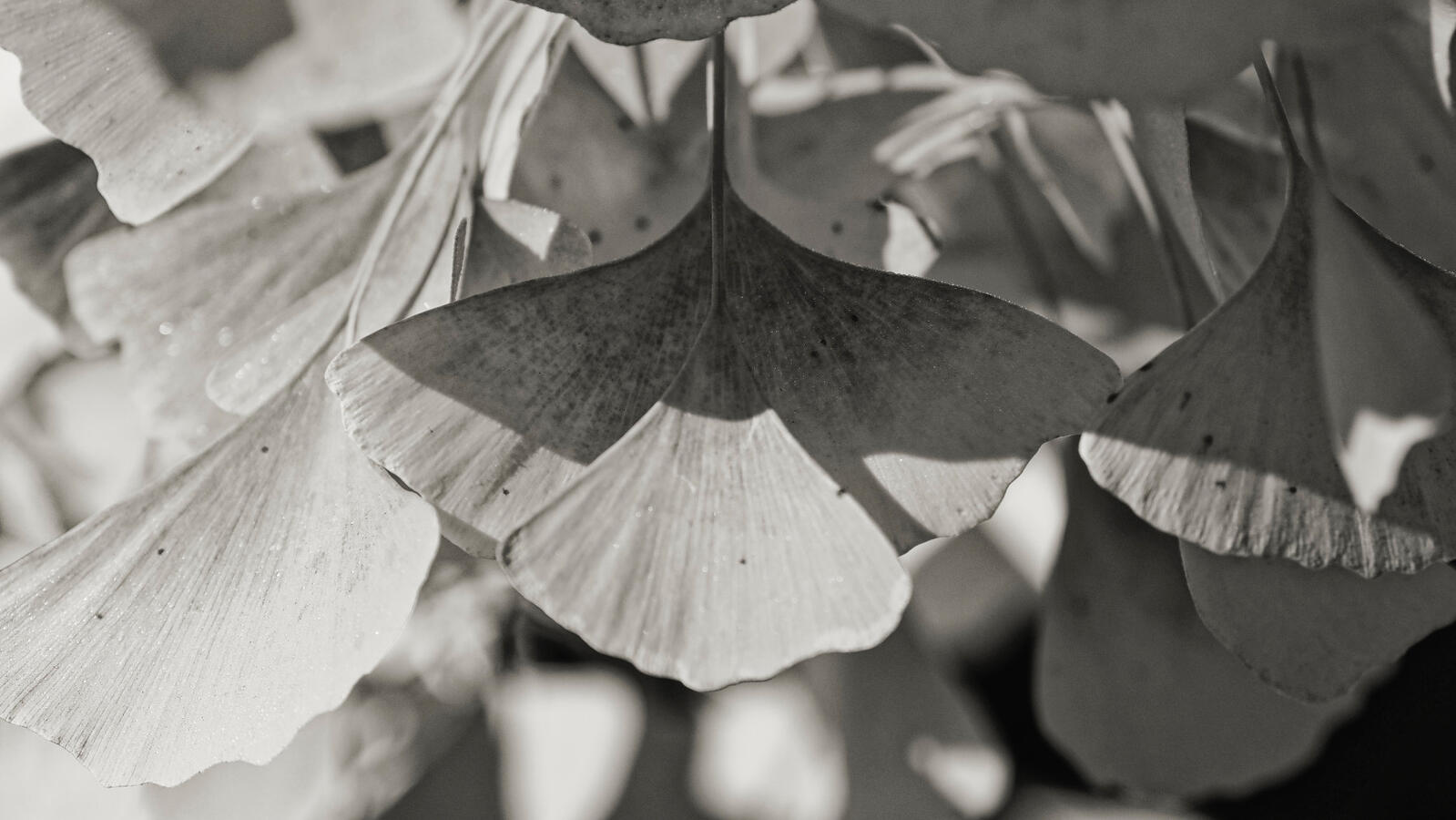 Ginkgo Leaves yellow selenium RC Museum 9x16 Nov 2025